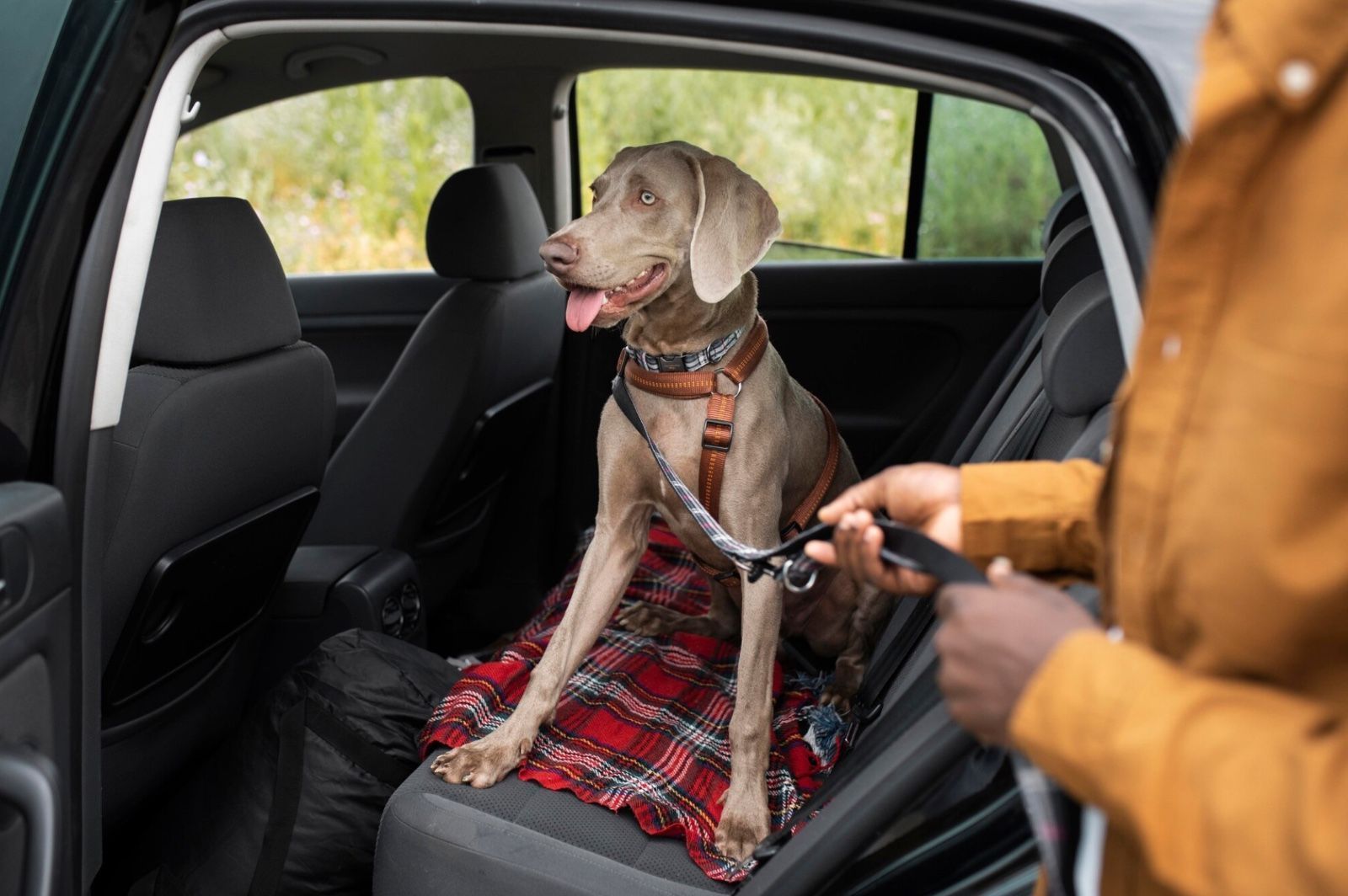 Como transportar seu pet em segurança dentro do carro; veja dicas
